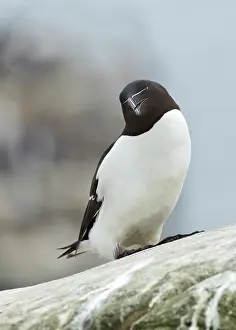 Torda: Razorbill