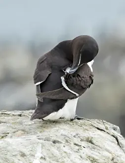 Torda: Razorbill
