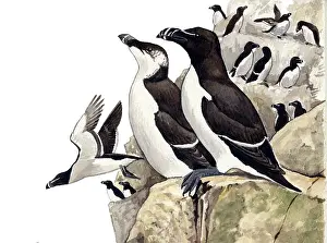 Torda: Razorbill