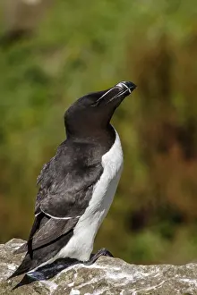 Torda: Razorbill - adult on cliff - Scotland, United Kingdom