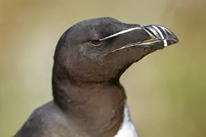 Torda: Razorbill - adult portrait - Scotland, United Kingdom