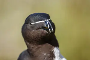 Torda: Razorbill - adult portrait - Scotland, United Kingdom