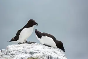 Torda: Razorbill (Alca torda), Farne Islands, England