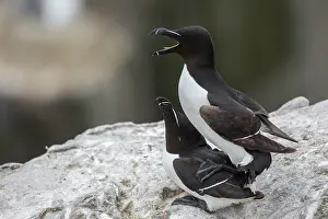 Torda: Razorbill (Alca torda) mating, Farne Islands, England