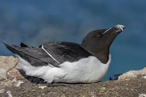 Estuary: Razorbill (Alca torda), Rock, Lying on its belly
