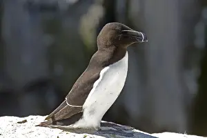 Torda: One Razorbill Alca torda on rock outcrop Staple