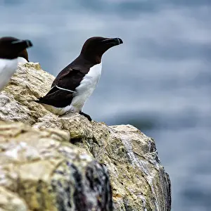 Torda: Razorbill (Alca torda) on a rock, Staple Island