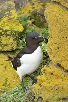 Torda: Razorbill - on breeding cliffs