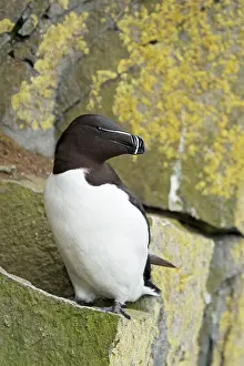 Torda: Razorbill - on breeding cliffs