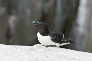 Razorbill: Razorbill - calling