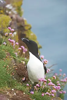 Torda: Razorbill - on cliff