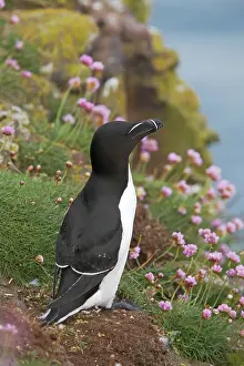 Torda: Razorbill - on cliff