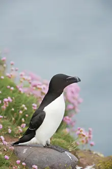 Torda: Razorbill - on cliff edge