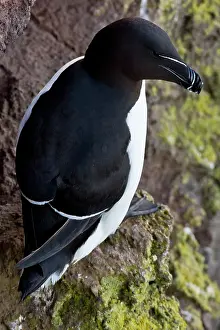 Torda: A razorbill on the cliffs of Latrabjerg