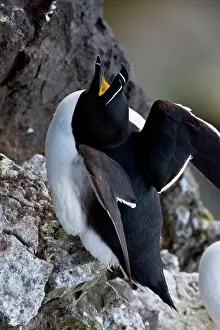 Torda: A razorbill on the cliffs of Latrabjerg