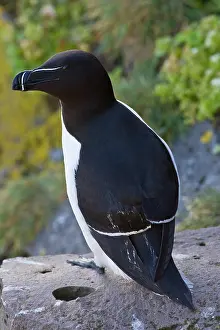 Torda: A razorbill on the cliffs of Latrabjerg
