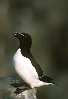 Razorbills: RAZORBILL - close-up