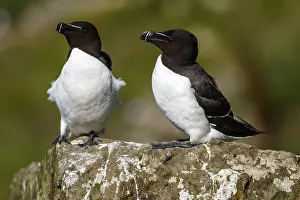 Torda: Razorbill - couple on cliff - Scotland, United Kingdom