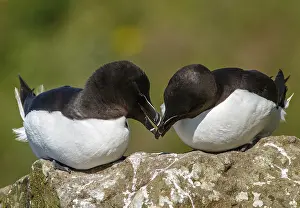 Torda: Razorbill - couple on cliff - Scotland, United Kingdom