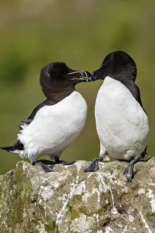 Torda: Razorbill - couple on cliff - Scotland, United Kingdom