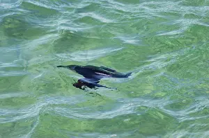 Torda: Razorbill - fishing underwater at sea in winter
