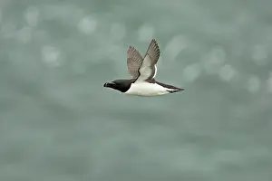 Torda: Razorbill - in flight