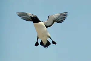 Torda: RAZORBILL - IN FLIGHT