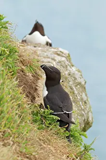 Torda: Razorbill - in habitat on cliffs edge - June
