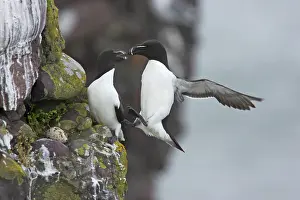 Torda: Razorbill - landing on cliff