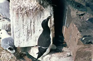 Torda: Razorbill - at nest site and egg