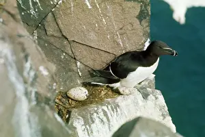 Torda: Razorbill - at nest site and egg