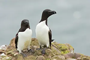 Torda: Razorbill - pair