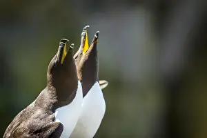 Torda: Razorbill - pair on cliff - Scotland, United Kingdom