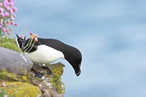 Torda: Razorbill - preparing to leave cliff edge