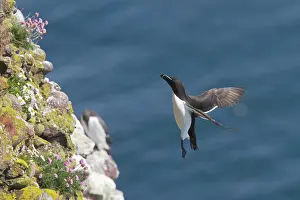 Torda: Razorbill - returning to breeding cliff