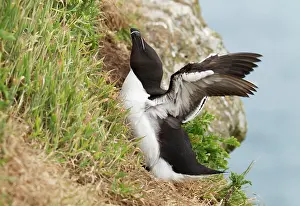 Torda: Razorbill - returning to cliffs and stretching wings - June