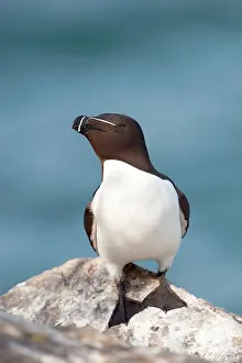Torda: Razorbill - on a rock