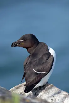 Torda: Razorbill - on a rock