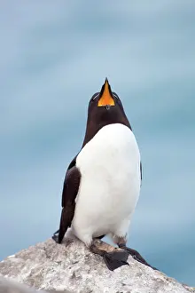 Torda: Razorbill - on a rock gaping - with mouth wide open