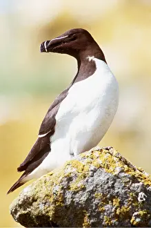 Razorbills: RAZORBILL - on rock, head twisted round