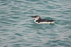Torda: Razorbill - at sea in 1st winter