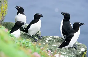 Torda: RAZORBILL - On sea cliffs