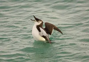 Torda: Razorbill - at sea in winter
