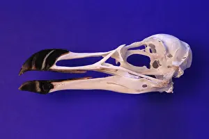 Skull: Razorbill Skull