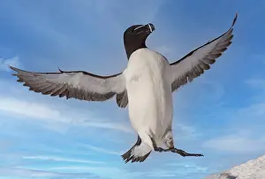 Torda: Razorbill or Torda penguin (Alca torda), in flight