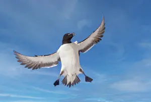 Torda: Razorbill or Torda penguin (Alca torda), in flight