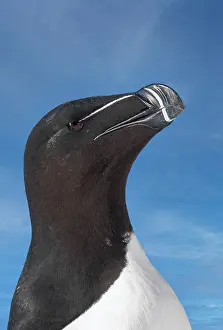 Torda: Razorbill or Torda penguin (Alca torda), portrait