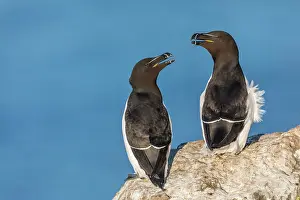Razorbills: Razorbill - UK