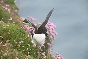 Torda: Razorbill - walking along cliff edge using wings to balance