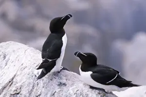 Torda: Razorbills